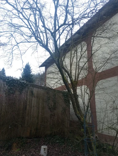 Alter Baum Mitwitz Entfernung 