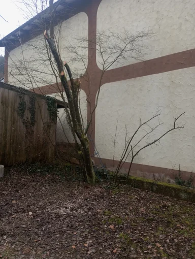 Anfang eines Baum Entfernung Mitwitz 