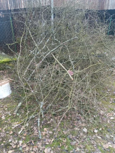 Aus einen Baum entsteht vieles 