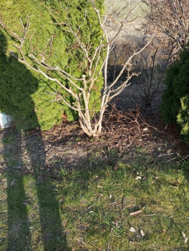 Dornige Pflanze zwischen zwei grünen Sträuchern auf einer grünen Wiese.
